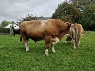 Simmentaler tyre 