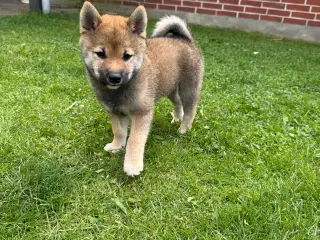 Shiba inu hvalpe