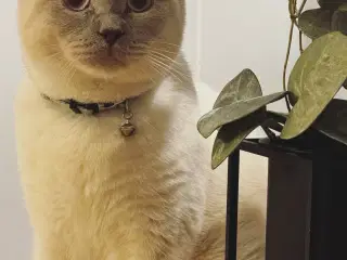 🐾British Shorthair indekat søger trygt hjem