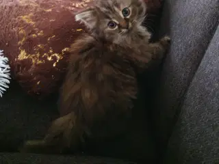 Maine coon killing Far med tavle