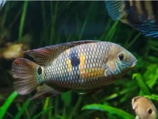 Aquidens Metae 