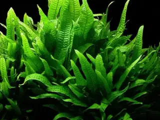 akvarieplanter