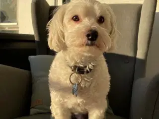 Coton de   Tulear