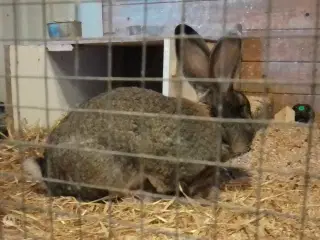 Belgisk kæmpe avls kanin 