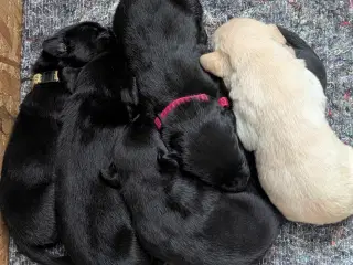 Labrador F1 hvalpe