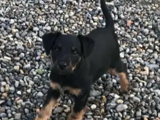 Tysk Jagtterrier hvalpe salgsklar - 2 hanner