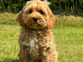 Cockapoo ugen 7