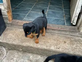 Rottweiler hvalpe må rejse 20 Juni 2025