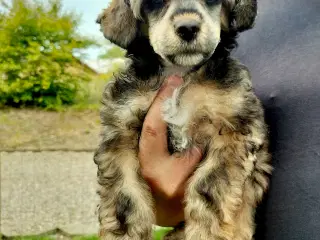 Chinese crested/powder puff drenge med DKK stambog
