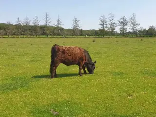 Sort Galloway kvier sælges.