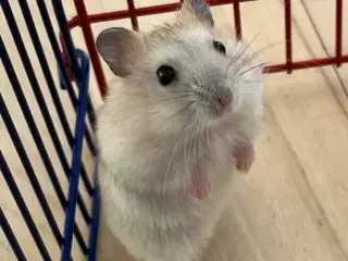 🩵🐹Skøn dværghamster unge, dreng🐹🩵