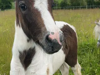 Welsh WPBR, Harlequin