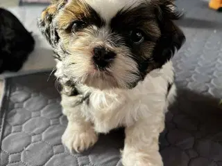Shih Tzu hvalpe