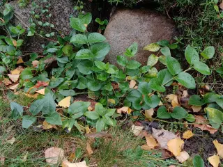 Vinca Major - stedsegrøn bunddække plante