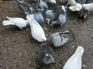 Kødduer til slagt og levebrug