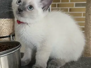 Hellig Birma/Ragdoll inde katte 