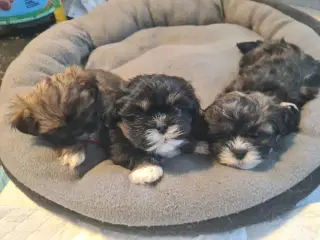 ægte Lhasa Apso hvalpe 
