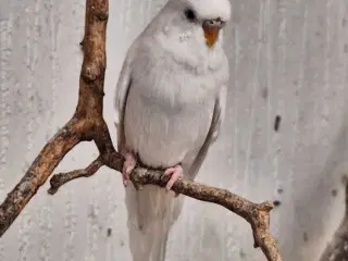 Undulatunger fra forår 2026