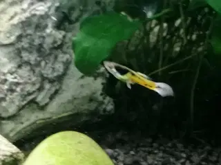 🐠🐟 10 stk guppy tiger 🐠🐟
