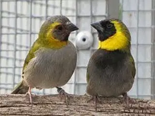 Lille Cubafinke købes