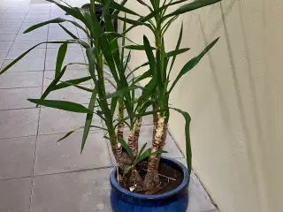 Store stue-planter