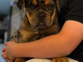 OLD ENGLISH BULLDOG
