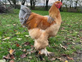 Brahma hane Lemon pyle