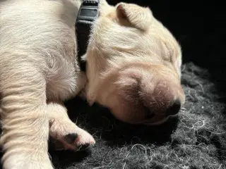 Golden retriever hvalpe 
