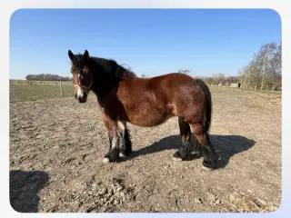 Mor og datter hest