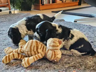 Cocker Spaniel hvalpe"Blue Roan"