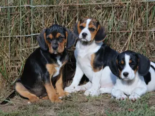 cavalier king charles spaniel x dansk svensk 