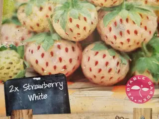 Pineberry jordbær 