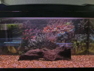 54 liters akvarie med udstyr 