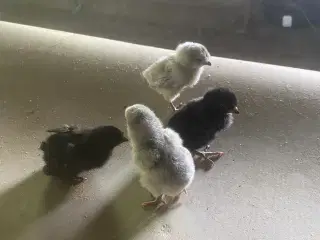 Grønlægger kyllinger 