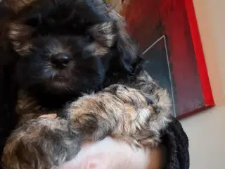 Bichon Havanais ( Havaneser ) / Shih Tzu