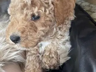 Mellem labradoodle hvalpe Multigen