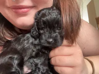 Skønne små puddelblandinger💗