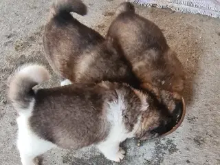 Hundehvalpe Akita American 