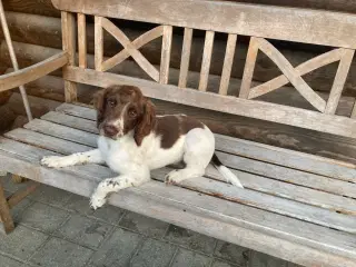 Springer Spaniel Tæve