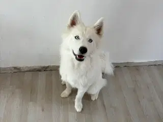 Samojede/husky/malamut 