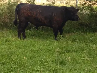 galloway