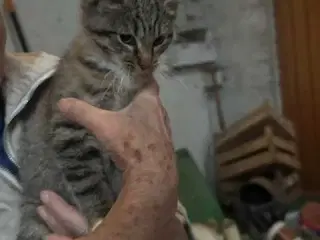 Killing søger nyt hjem 