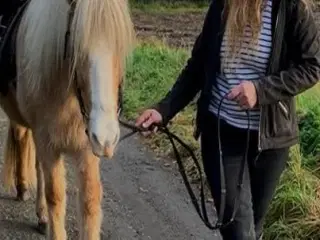 Tøltende Skovturs- / Konehest