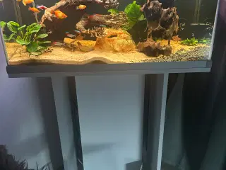 Fineste akvarie + indhold sælges.
