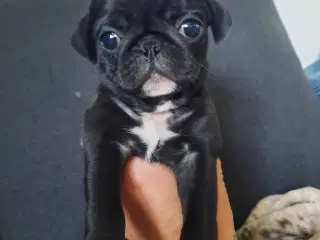 Mops hvalpe 