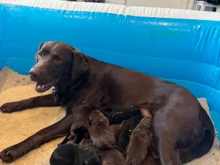 Labrador hundehvalpe 