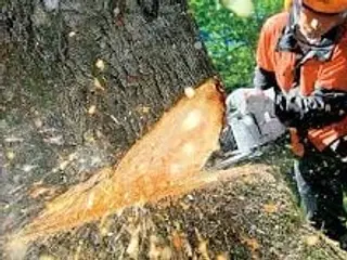 Træfældning anbefalet👍(med forsikring)