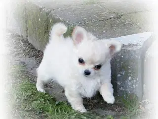 Langhåret Chihuahua m/DKK Stamtavle 