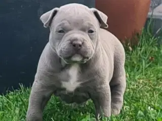 American Bully Pocket Hvalpe 