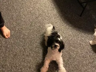 Bichon havanais tæve 